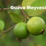 1740222063 577 guava meyvesi