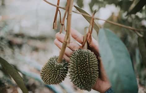 Durian meyvesi