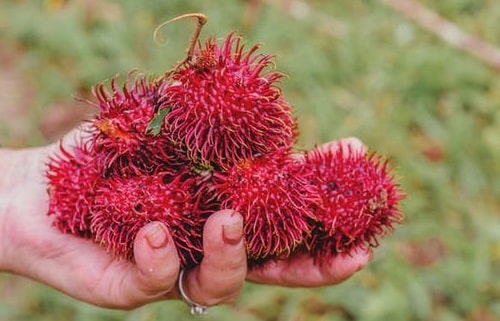 Rambutan meyvesi