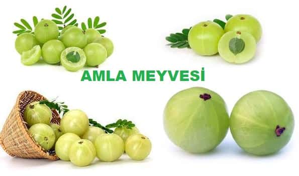 amla meyvesi