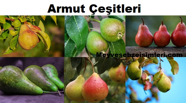 armut cesitleri