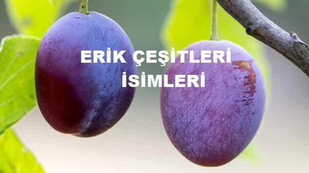 eriklerin cesitleri ve isimleri