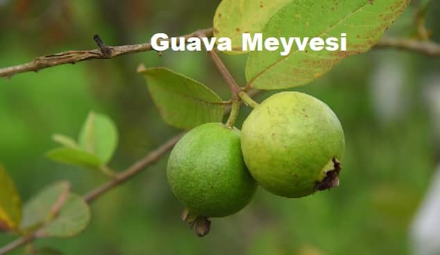 guava meyvesi