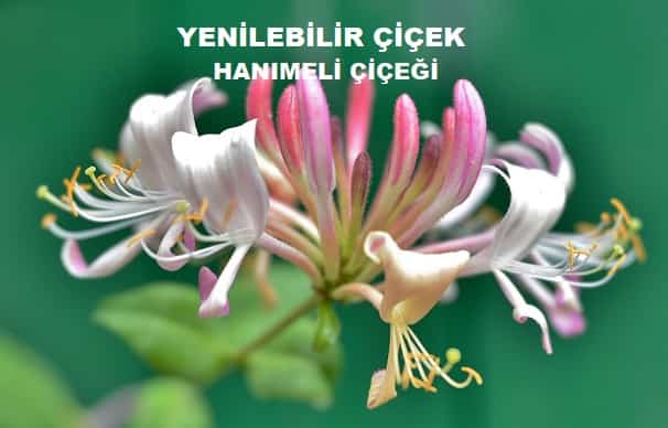 hanimeli cicegi