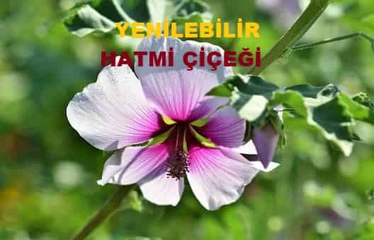 hatmi cicegi