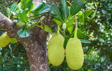 jak meyvesi Jackfruit