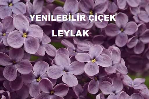 leylak