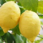 limon