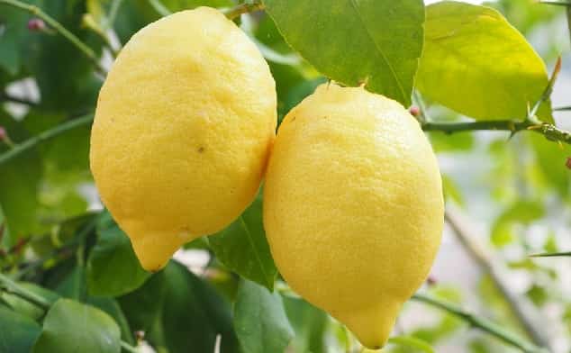 limon