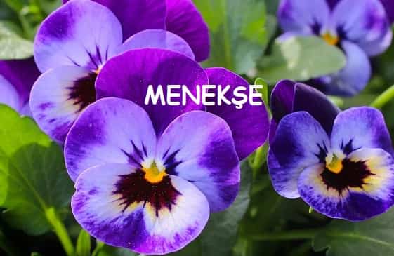 yenilebilen menekse