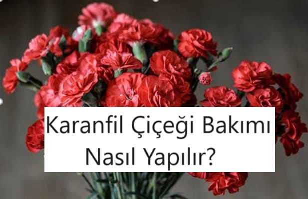 Karanfil