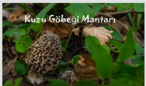 Kuzu Gobegi Mantari