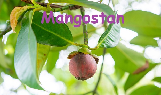 Mangostan