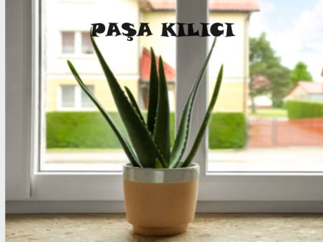 PASA KILICI BAKIMI