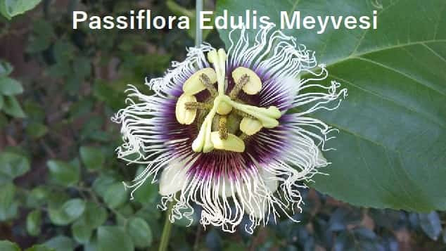 Passiflora edulis meyvesi