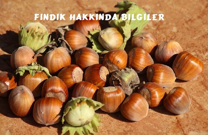 findik