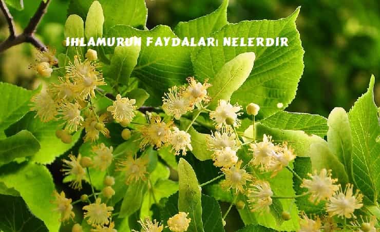 ihlamurun faydalari