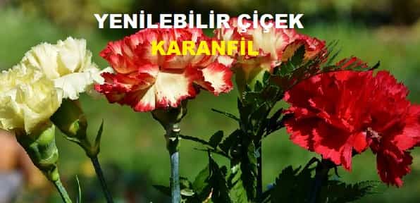 Yenilebilir Çiçek Karanfil  