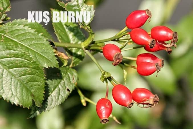 kus burnu