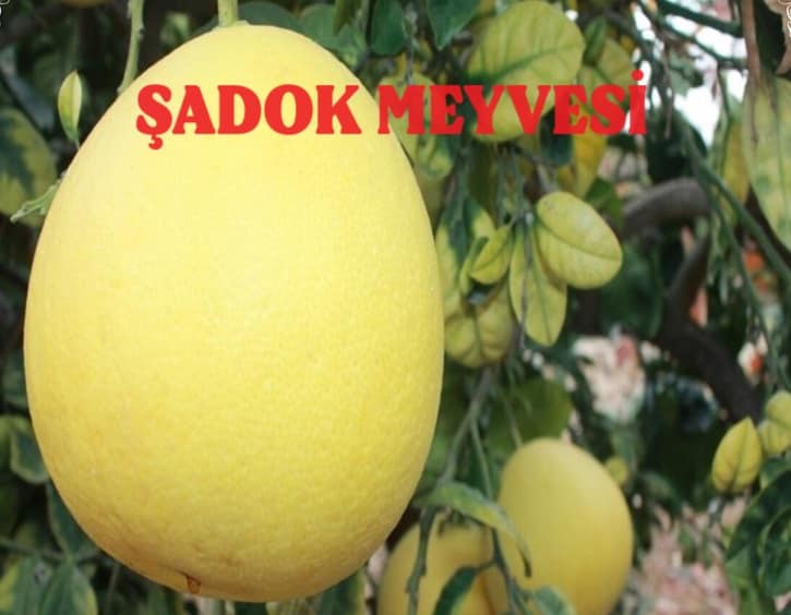 sadok meyvesi