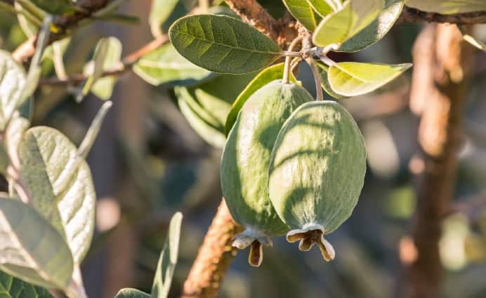 Feijoa meyvesi kaymak agaci meyvesi