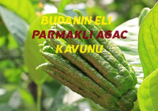 Buda'nın el meyvesi (parmaklı ağaç kavun) nedir?