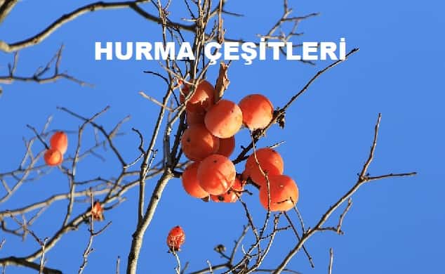 hurma cesitleri