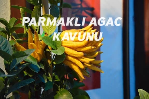 parmakli agac kavunu