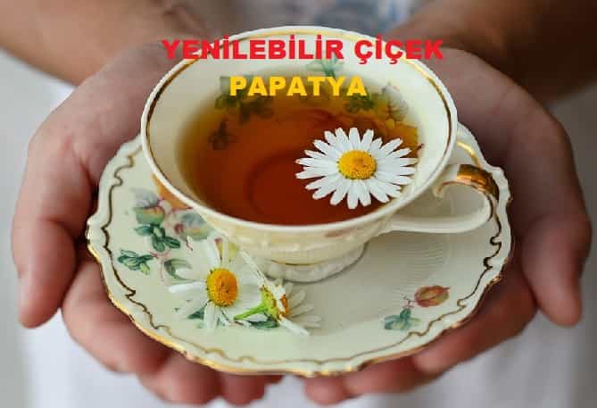 yenilebilir cicek papatya